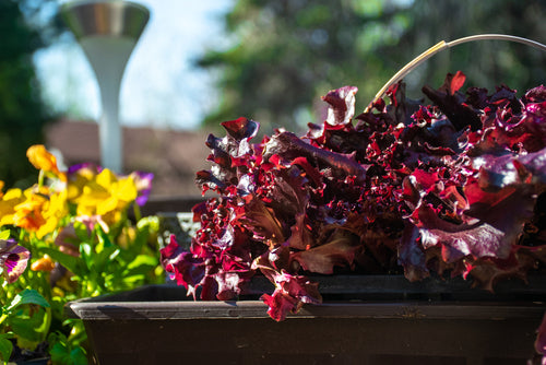 Laitue frisée rouge 'salad bowl'