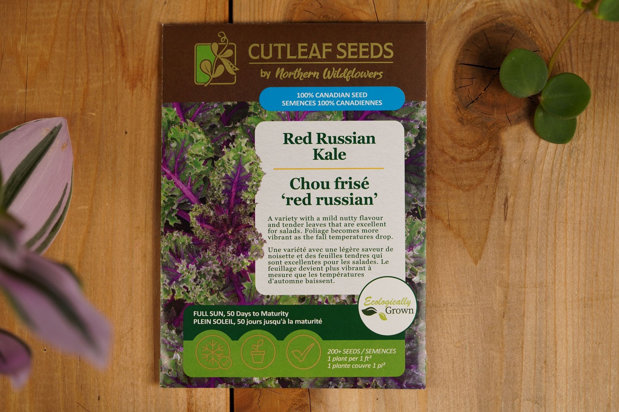 Red Russian Kale – Northern Wildflowers