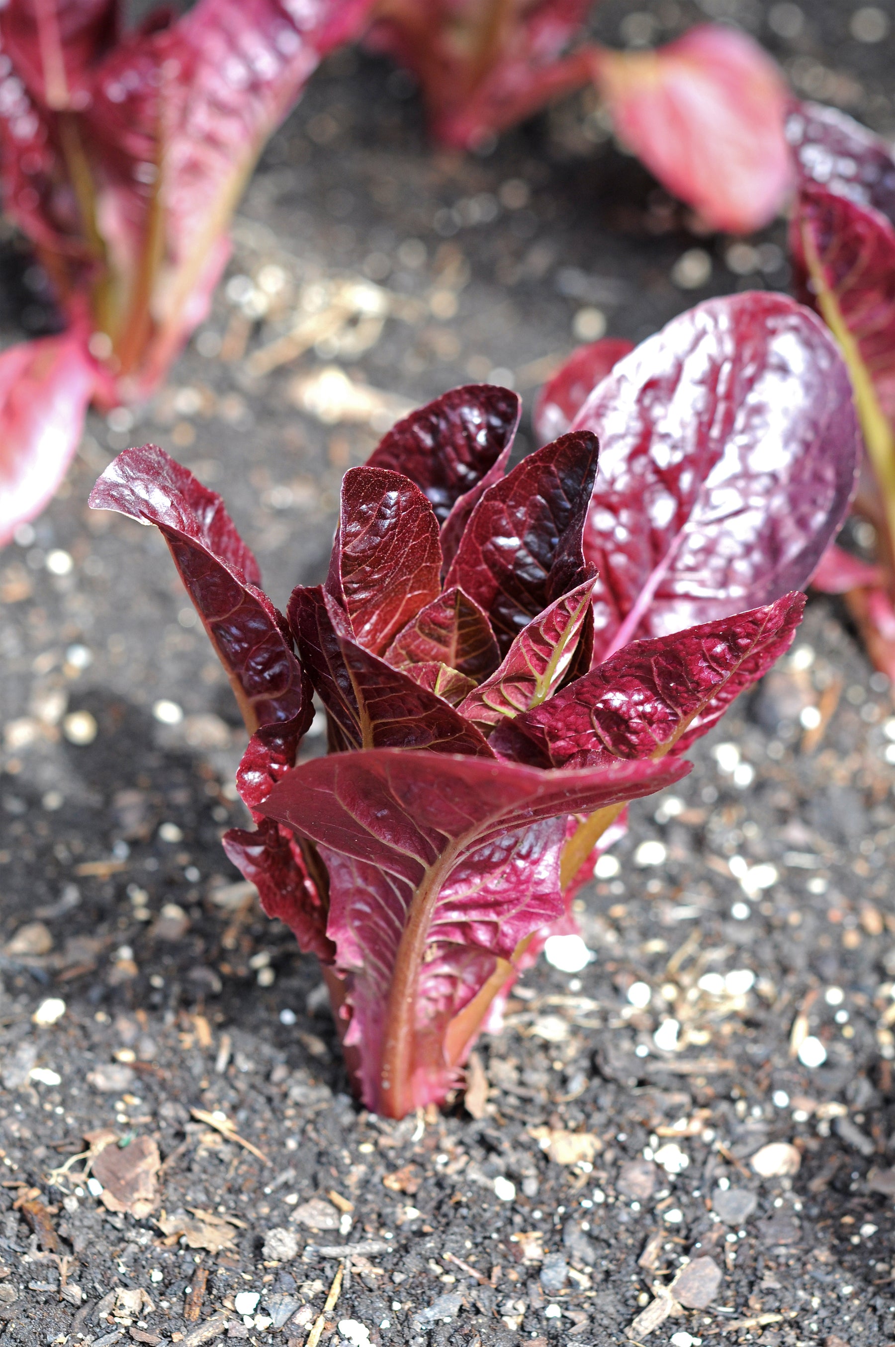 Lettuce, Rouge d'Hiver