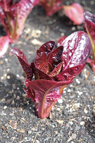 Lettuce, Rouge d'Hiver