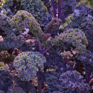 Kale, Scarlet Seeds