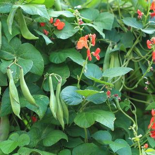 Beans, Scarlet Runner Seeds