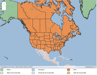 Achillée millefeuille