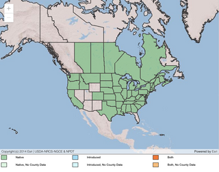 Square Stemmed Monkey Flower