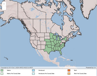 Blanc indigo sauvage