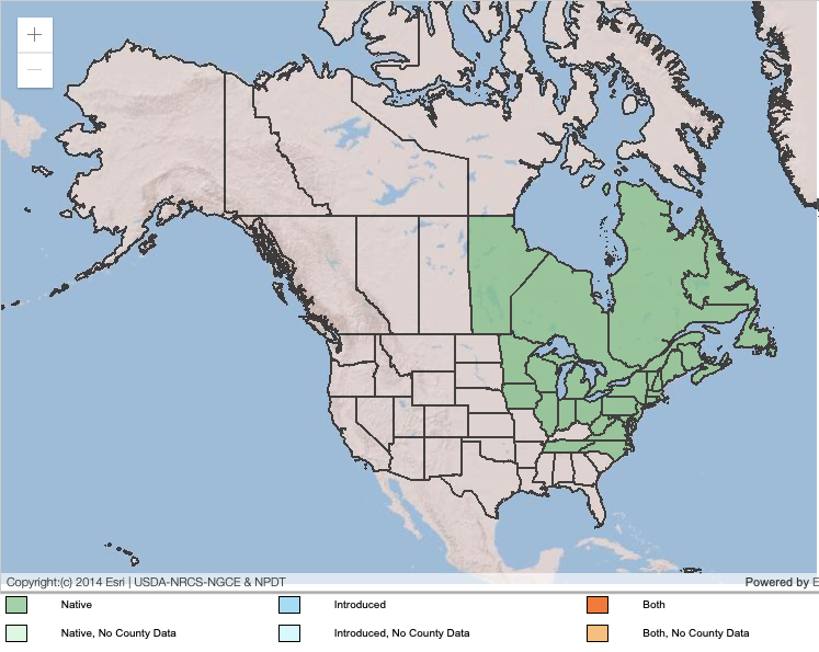 Wild Lowbush Blueberry