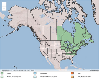 Bleuet à feuilles étroites