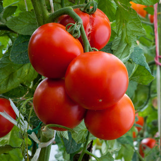 Tomato, Sioux Seeds