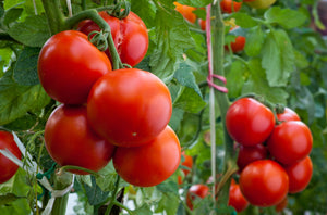 Collection de tomates héritages