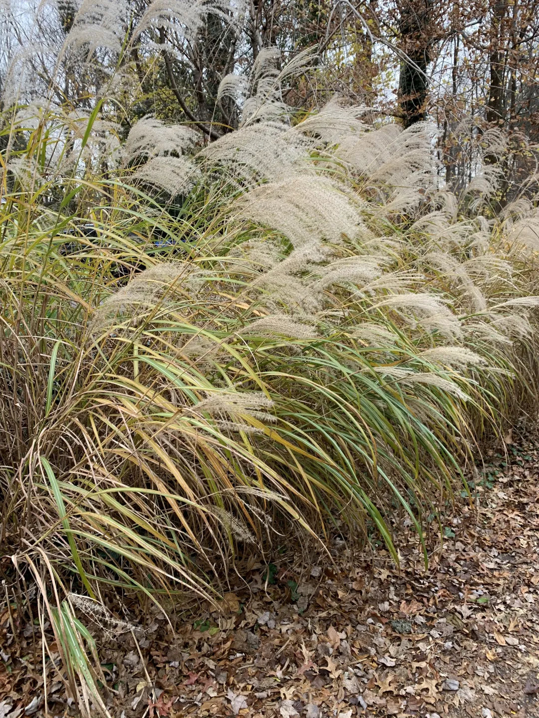 Mélange de semences de fleurs sauvages sec et ensoleillées