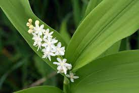 False Solomon's Seal