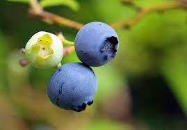 Wild Lowbush Blueberry