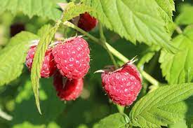 Wild Raspberries