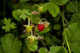 Woodland Strawberry