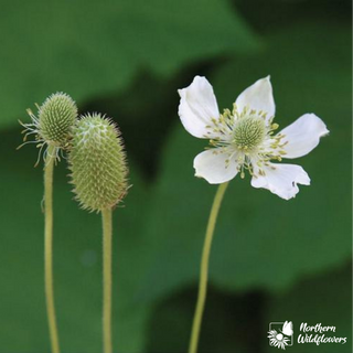 Thimbleweed seeds