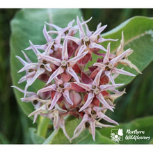 Load image into Gallery viewer, Showy Milkweed