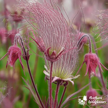 Load image into Gallery viewer, Prairie Smoke