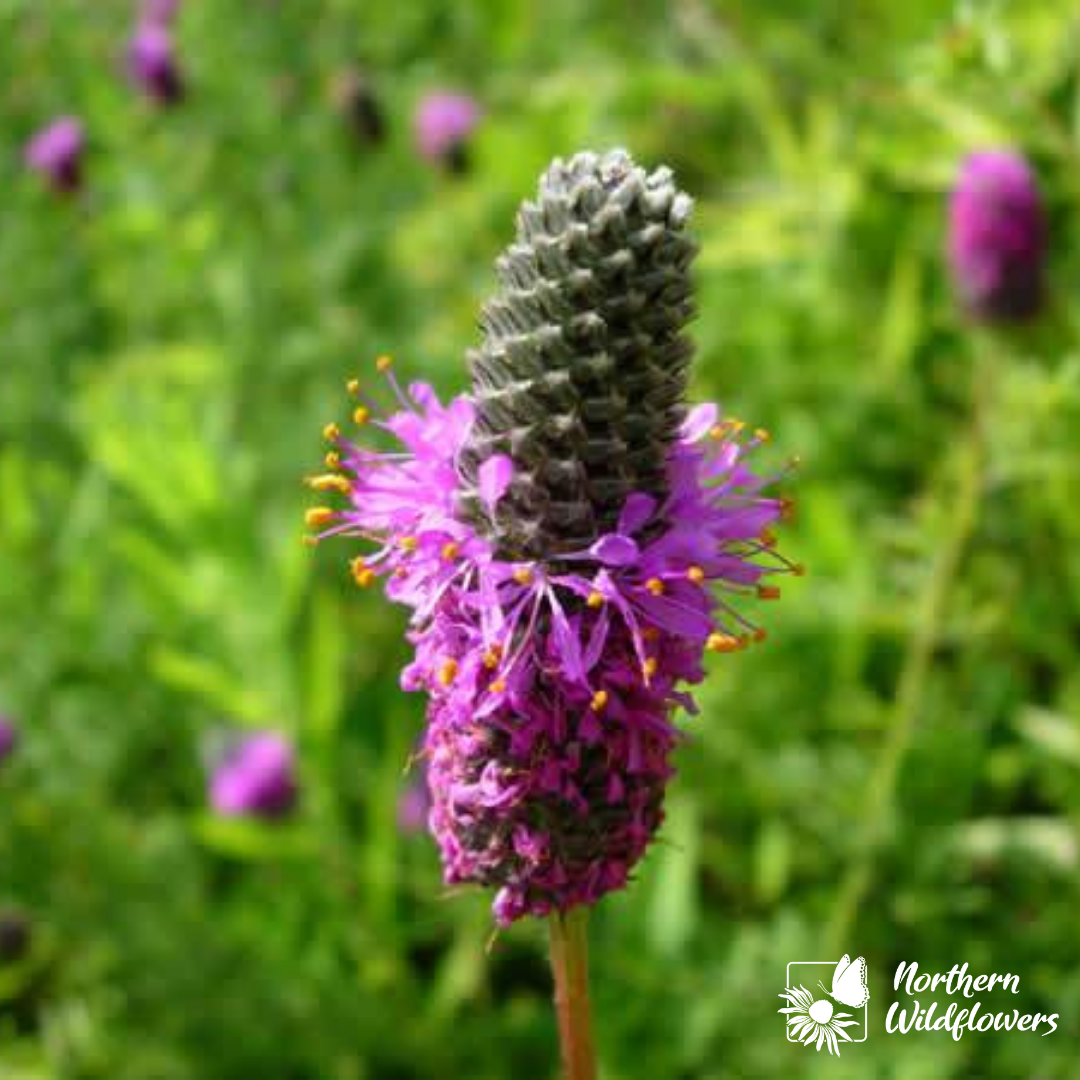 Purple Prairie Clover Seeds