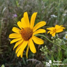 Load image into Gallery viewer, Oxeye Sunflower