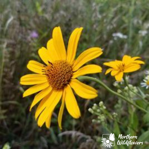 Tournesol oxycèdre