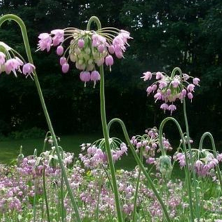 Nodding Wild Onion Seeds
