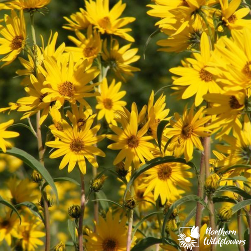 Tournesol de Maximilien