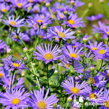 Load image into Gallery viewer, New England Aster