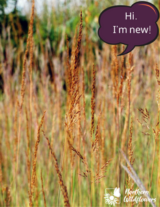 Herbe de savane