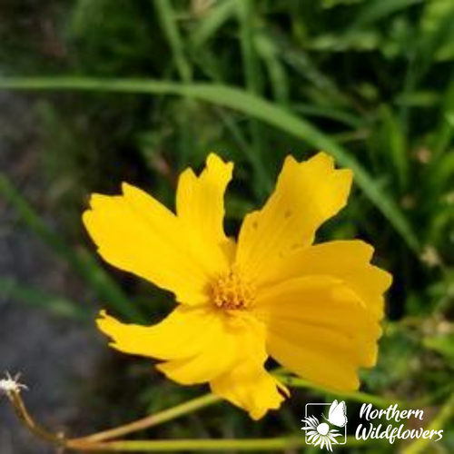 Lanceleaf Coreopsis