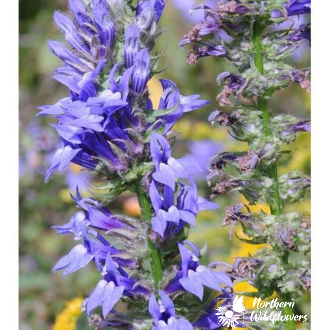 Great Blue Lobelia
