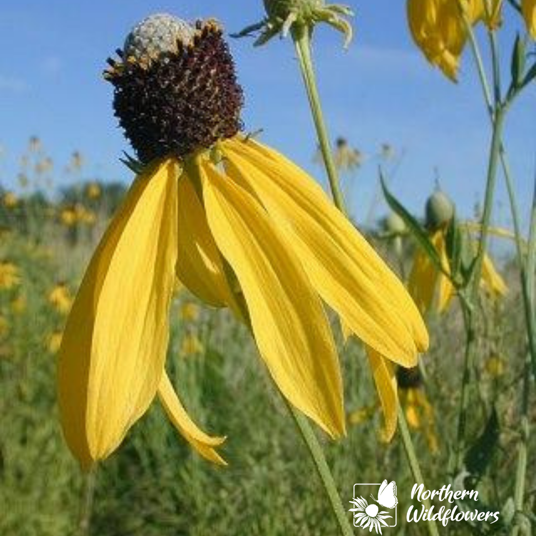 Grey-Headed Coneflower Seeds