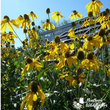Load image into Gallery viewer, Cutleaf Coneflower