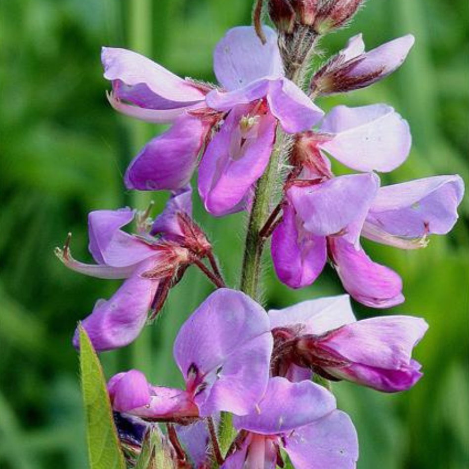 Canada Tick Trefoil Seeds