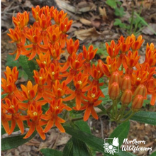Load image into Gallery viewer, Butterfly Milkweed