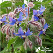 Load image into Gallery viewer, Borage