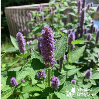 Mélange de semences de fleurs sauvages facile à cultiver