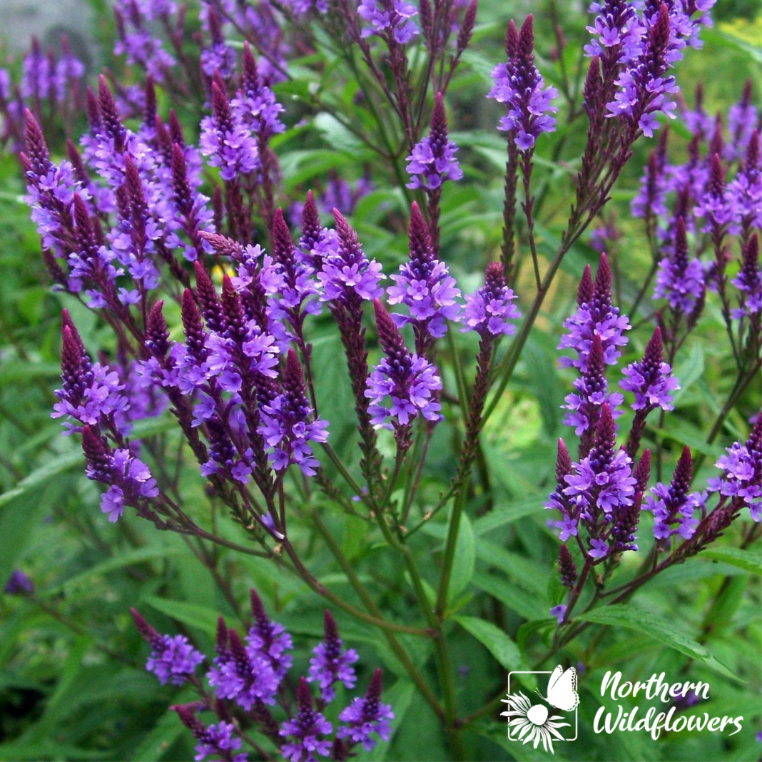 Blue verbena deals