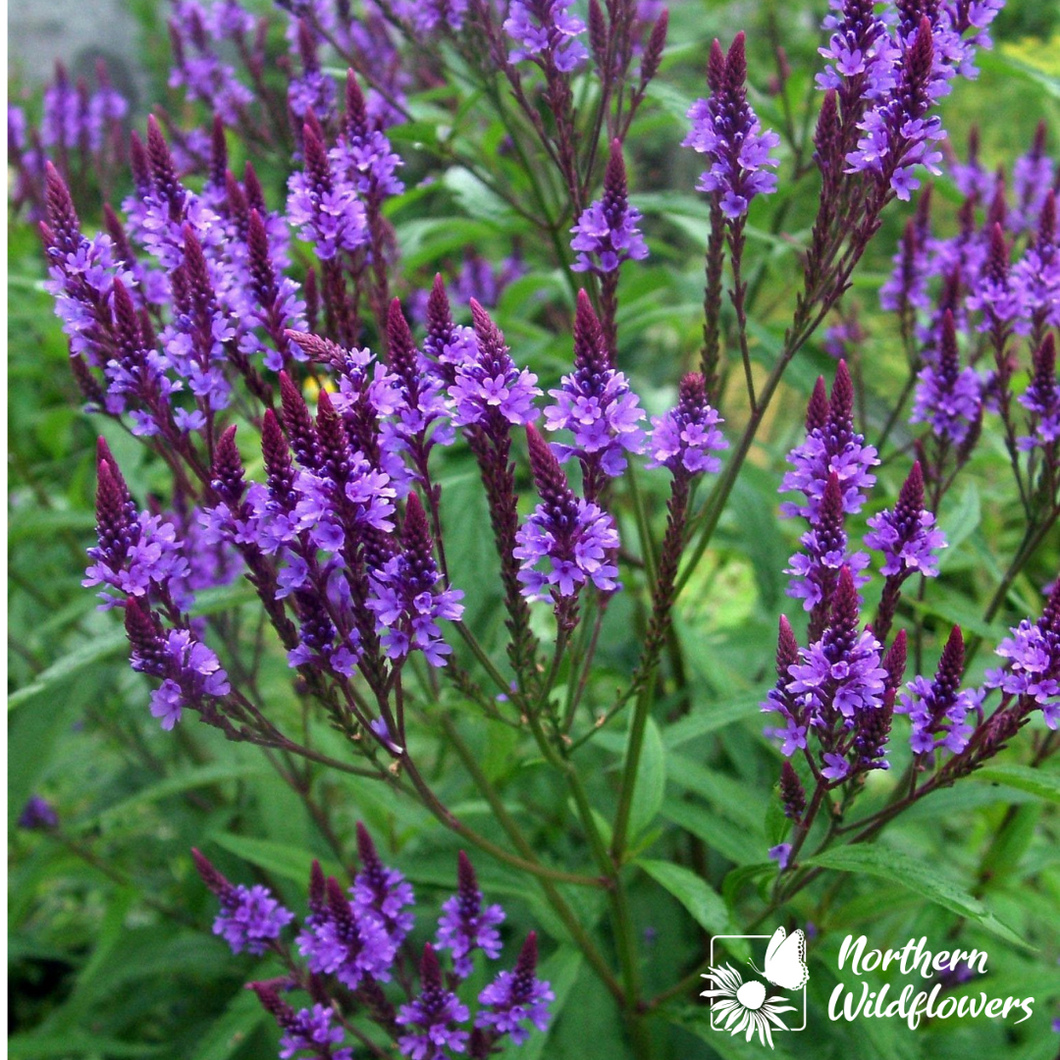 File:Verveine bleue.JPG - Wiktionary, the free dictionary