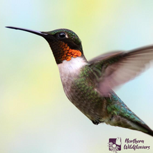 Load image into Gallery viewer, For the Hummingbirds Wildflower Collection