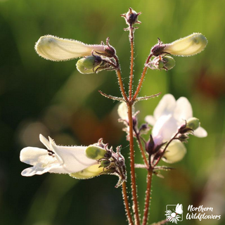 Mélange de semences de fleurs sauvages à mi-ombre
