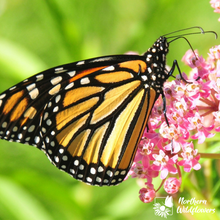 Load image into Gallery viewer, For the Monarchs Wildflower Collection