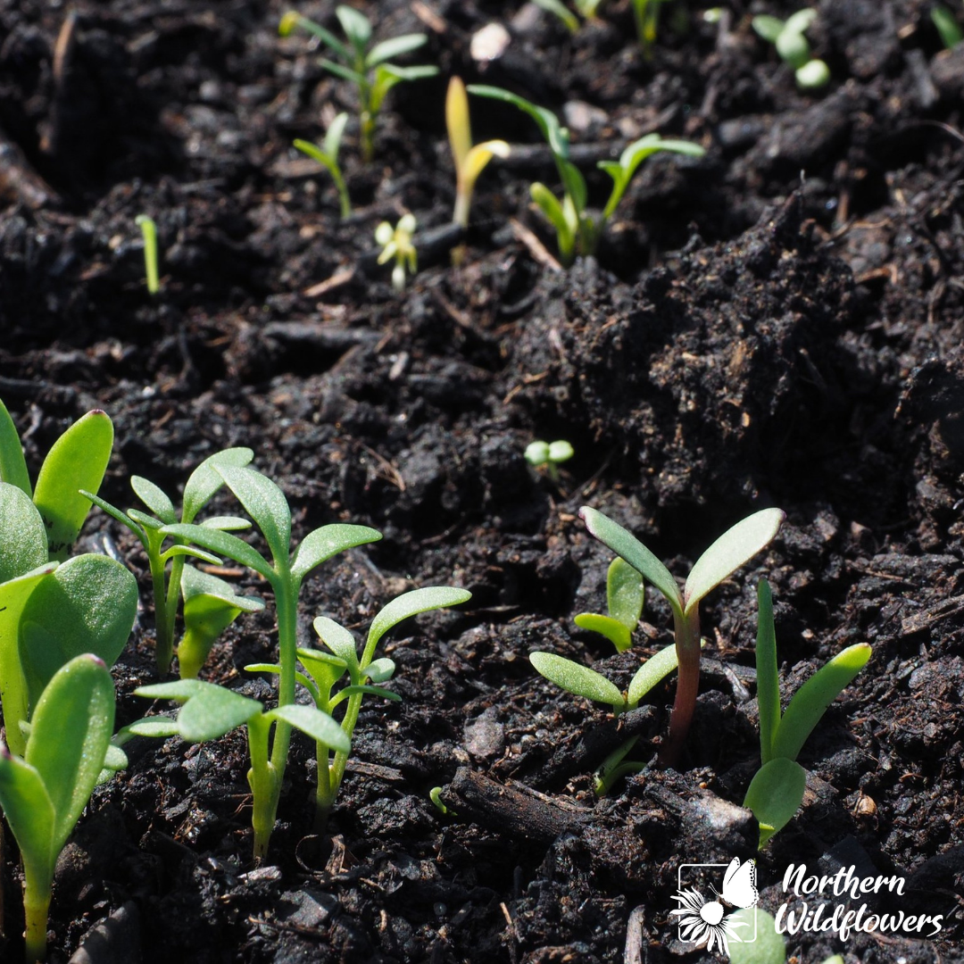 Easy To Grow Wildflower Collection