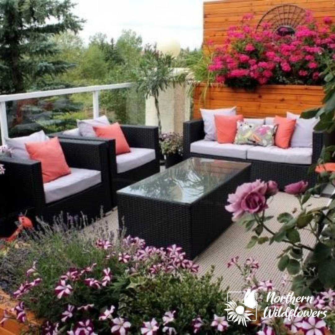 Condo Wildflower Collection