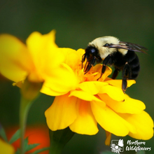 Load image into Gallery viewer, For the Bees Wildflower Collection