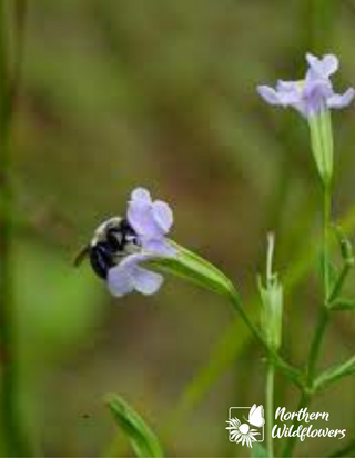 Square Stemmed Monkey Flower