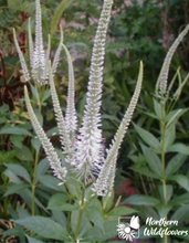 Load image into Gallery viewer, Culver&#39;s Root