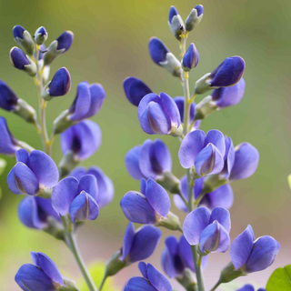 Blue False Indigo Seeds