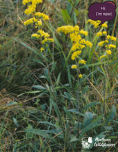 Load image into Gallery viewer, Grey Goldenrod