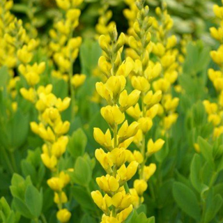 Yellow Wild Indigo Seeds