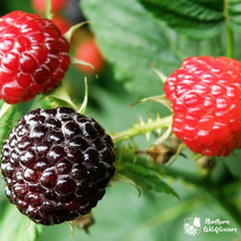 Load image into Gallery viewer, Thimbleberry/ Black Cap Raspberry